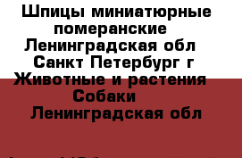 Шпицы миниатюрные померанские - Ленинградская обл., Санкт-Петербург г. Животные и растения » Собаки   . Ленинградская обл.